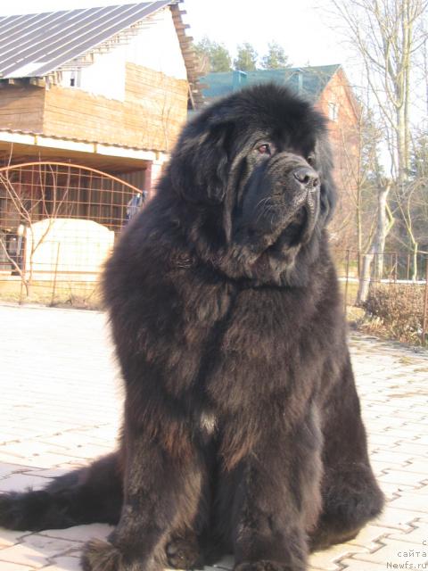 Фото: ньюфаундленд Goddess of My Heart Midnight Bear