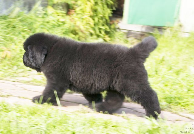 Фотография № 105046