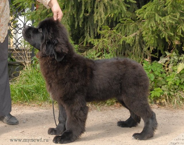 Фотография № 105083