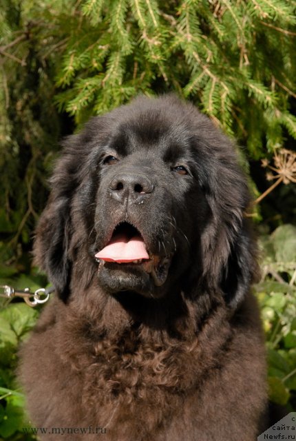 Фото: ньюфаундленд Сент Джонс Янесса Свитти Смайл (Sent Djons Yanessa Svetty Smile)