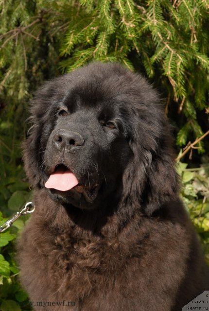 Фотография № 105085