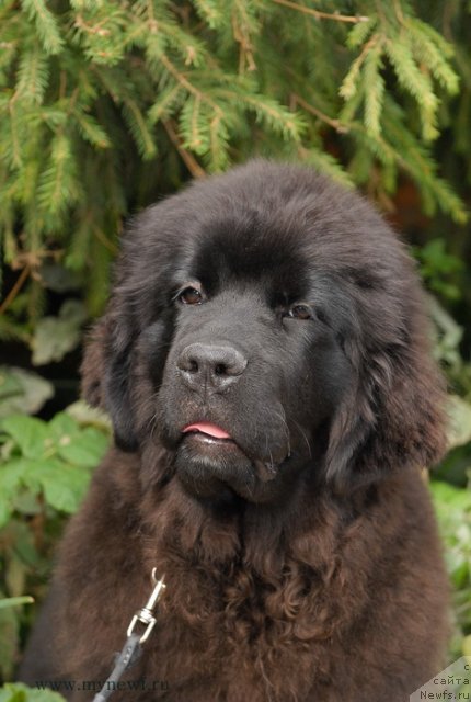 Фотография № 105086