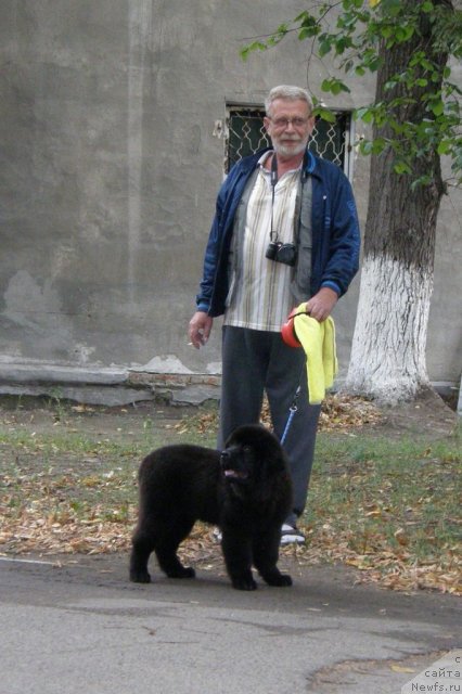 Фото: ньюфаундленд Би Перфект Арабелла