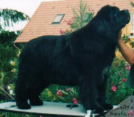 Фото: ньюфаундленд Midnight Lady's Handpainted