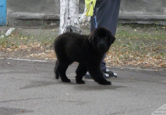Фото: ньюфаундленд Би Перфект Арабелла