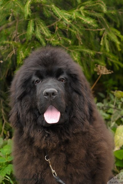 Фотография № 105104