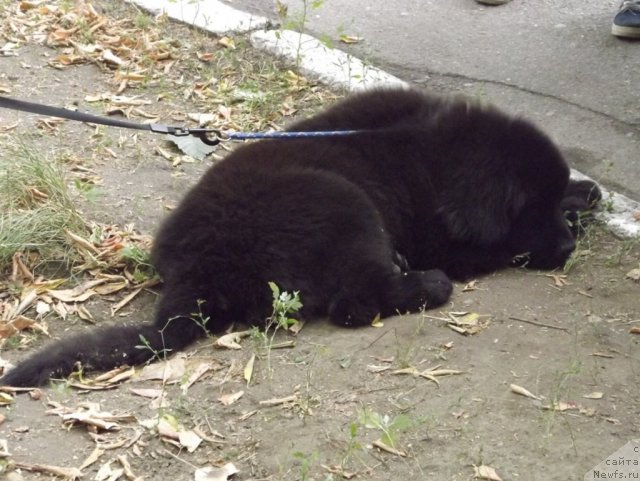 Фото: ньюфаундленд Би Перфект Арабелла
