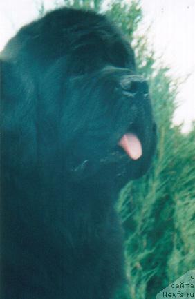 Фото: ньюфаундленд Midnight Lady's Handpainted