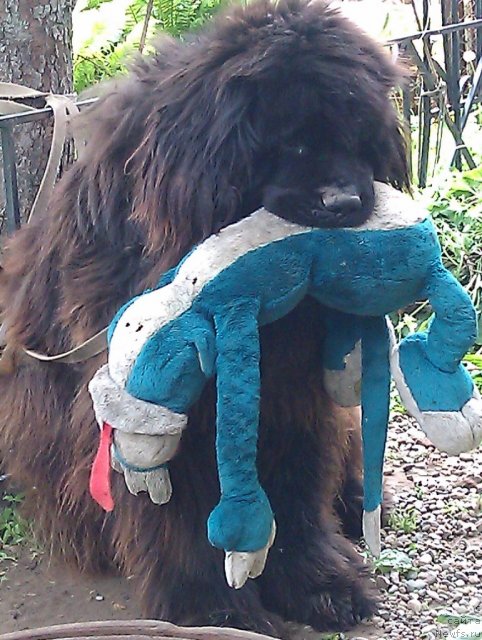 Фото: ньюфаундленд Бегущая по Волнам Ритм энд Блюз