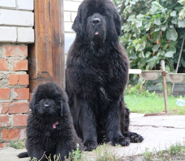 Фотография № 105138