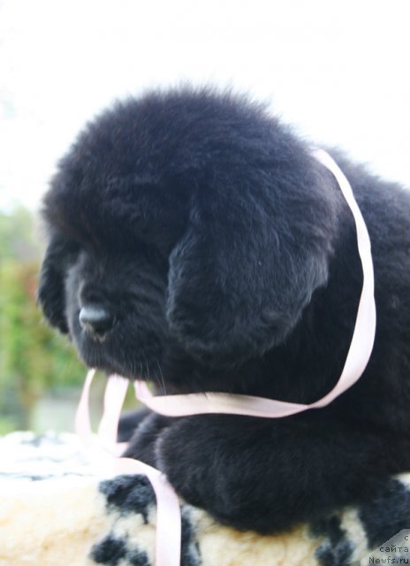 Фото: Бегущая по волнам ШЭДИ ЛЕДИ