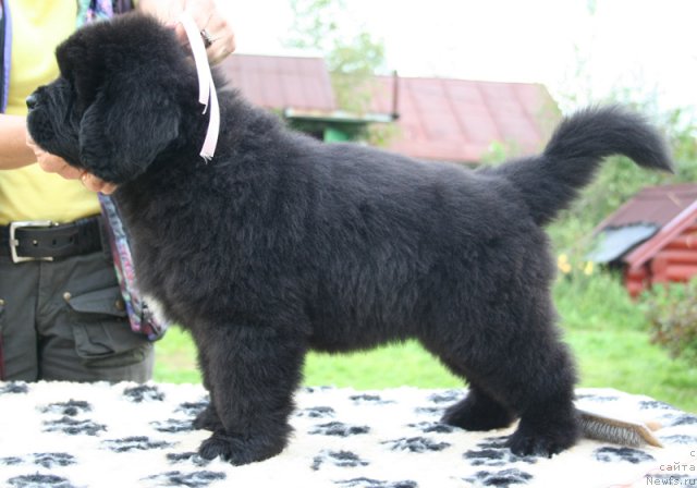 Фото: Бегущая по волнам ШЭДИ ЛЕДИ