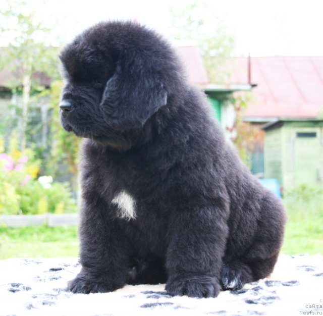 Фото: Бегущая по волнам ШЭДИ ЛЕДИ