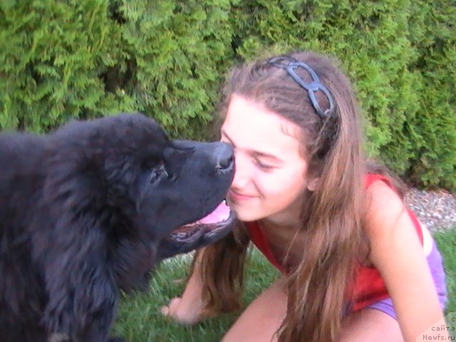 Фото: ньюфаундленд Елетта Эфиона