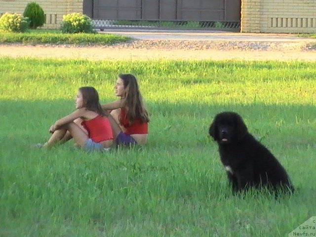 Фото: ньюфаундленд Елетта Эфиона