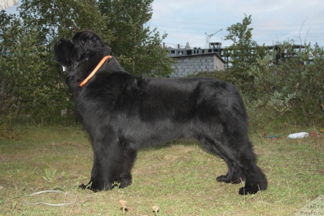 Фото: ньюфаундленд Бегущая по Волнам Зеро Коол