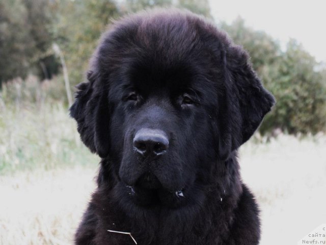 Фото: ньюфаундленд Black Tower Blue Velvet