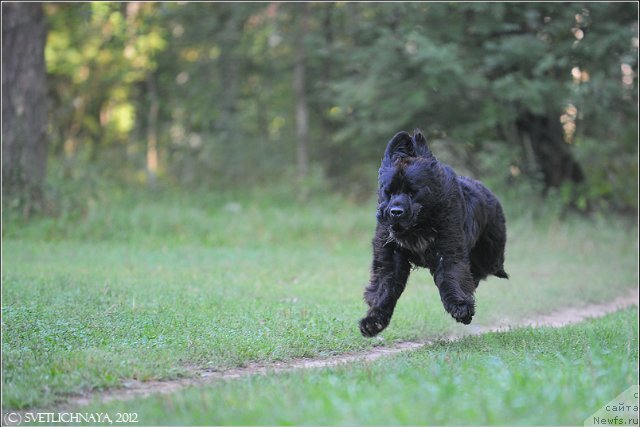 Фото: ньюфаундленд Питерньюф Еверест
