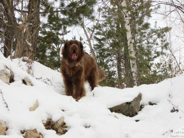 Фото: ньюфаундленд Лесная Сказка Изольда