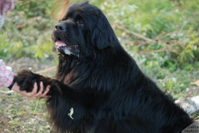 Фотография № 105202