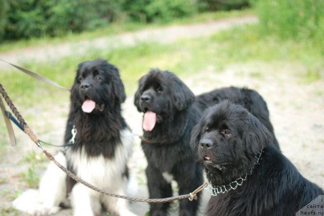 Фотография № 105203