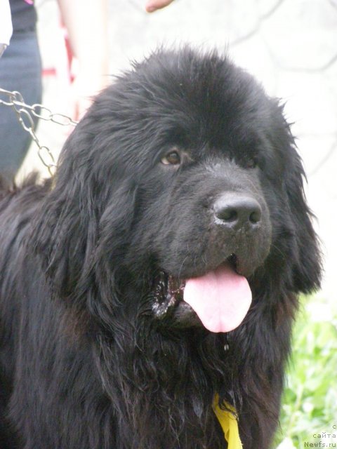 Фотография № 105205