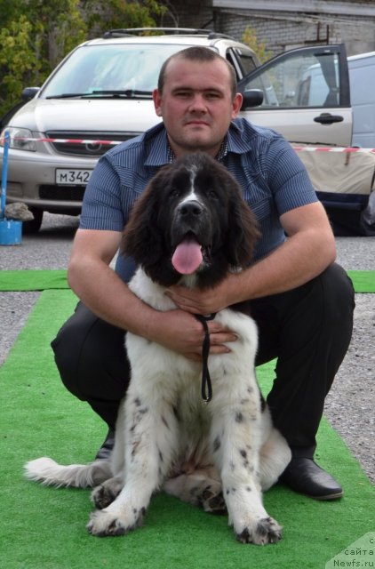Фото: ньюфаундленд Питерньюф Хубба-Бубба, Владимир Слепченко
