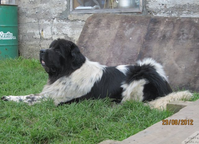 Фото: ньюфаундленд Супер Бизон Екатеринбург (Super Bizon Ekaterinburg)