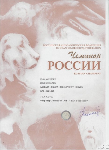 Фото: ньюфаундленд Лесная Сказка Королевский Медведь (Lesnaja Skazka Korolevskiy Medved)