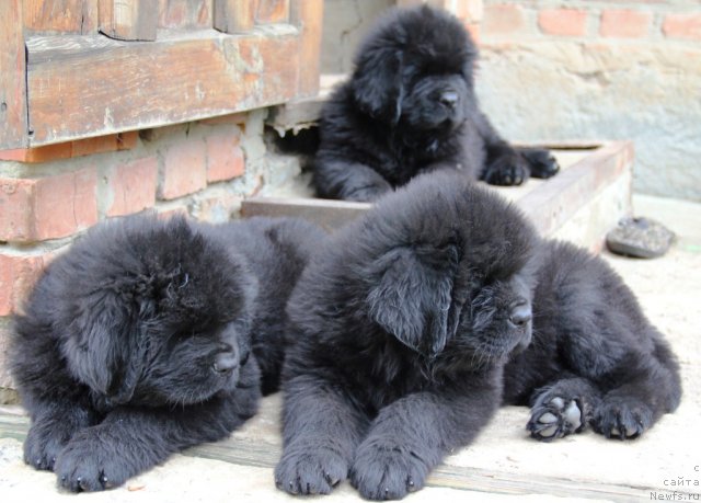 Фотография № 105273