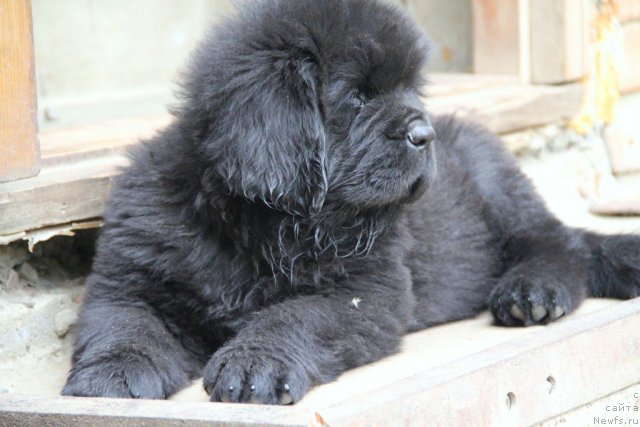 Фото: ньюфаундленд Аз Труэ Бегущая по Волнам Династия Совершенства (As True for Beguschaya po Volnam Dinastiya Soverchenstva)