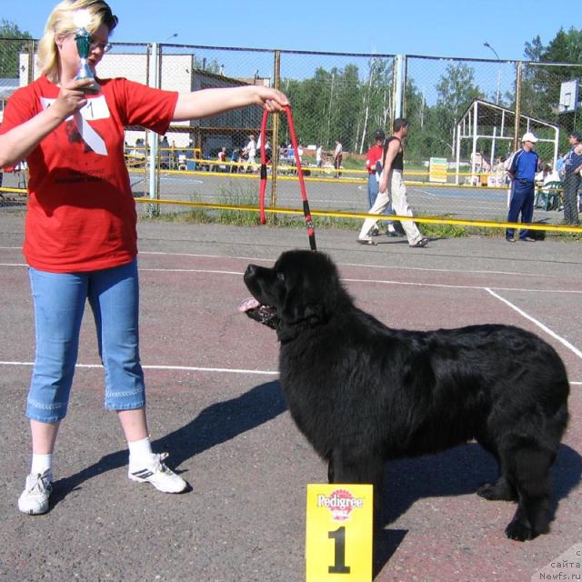Фото: ньюфаундленд Южный Шарм из Медвежьего Яра (Yuzhny Sharm iz Medvejyego Yara)