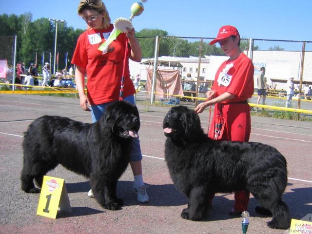 Фото: ньюфаундленд Южный Шарм из Медвежьего Яра (Yuzhny Sharm iz Medvejyego Yara), ньюфаундленд Юнспотид Хай Из Медвежьего Яра (Yunspotid Hay iz Medvejyego Yara)