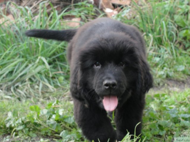 Фото: дети Флагмана и Гуччи