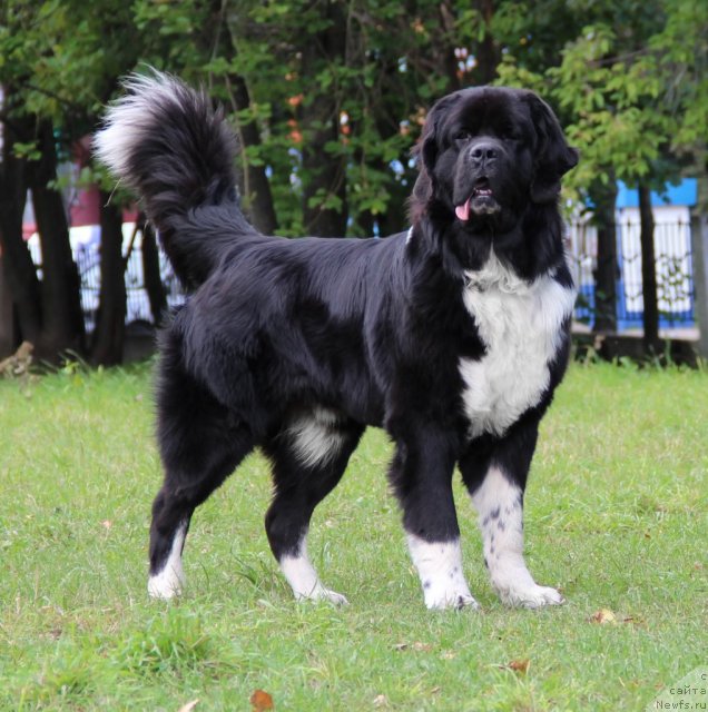 Фото: ньюфаундленд Старбимовлав Гардемарин