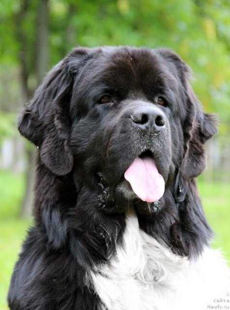 Фото: ньюфаундленд Старбимовлав Гардемарин