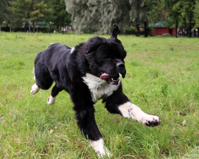 Фото: ньюфаундленд Старбимовлав Гардемарин