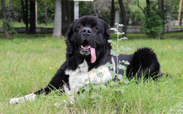 Фото: ньюфаундленд Старбимовлав Гардемарин