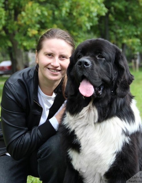 Фото: ньюфаундленд Старбимовлав Гардемарин, Алла Тузкова