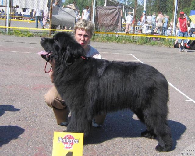 Фото: ньюфаундленд Цаубер Бэр