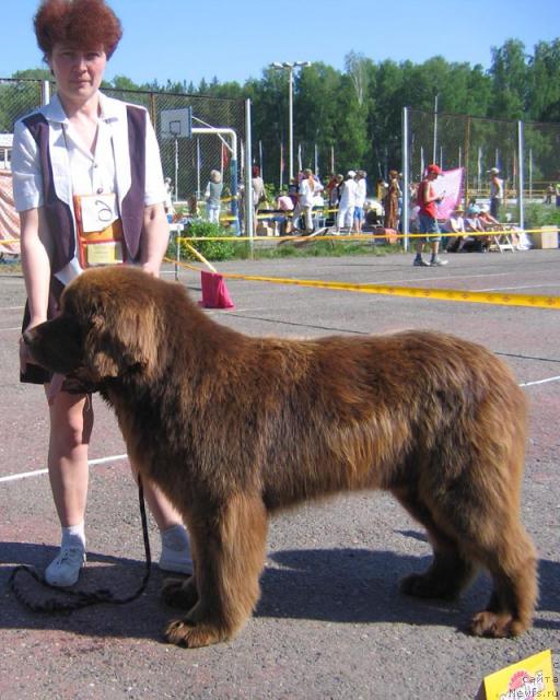 Фото: ньюфаундленд Щеголь Филимон из Медвежьего Яра (Schegol Filimon iz Medvejyego Yara)