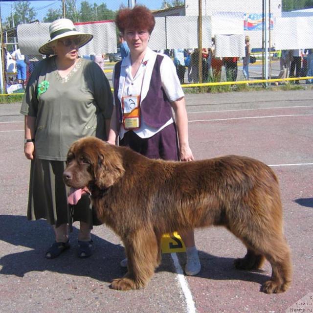 Фото: ньюфаундленд Щеголь Филимон из Медвежьего Яра (Schegol Filimon iz Medvejyego Yara)