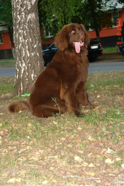 Фото: ньюфаундленд Ньюфот Прим Роуз