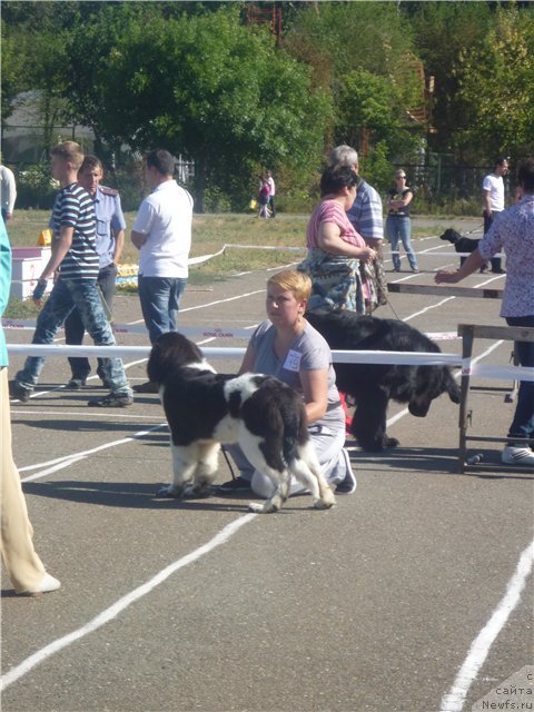 Фото: ньюфаундленд Изящная Галатея (Izyaschnaya Galateya)