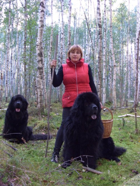 Фото: ньюфаундленд Лесная Сказка Лунная Соната, ньюфаундленд Анджел Викториус, Лиля