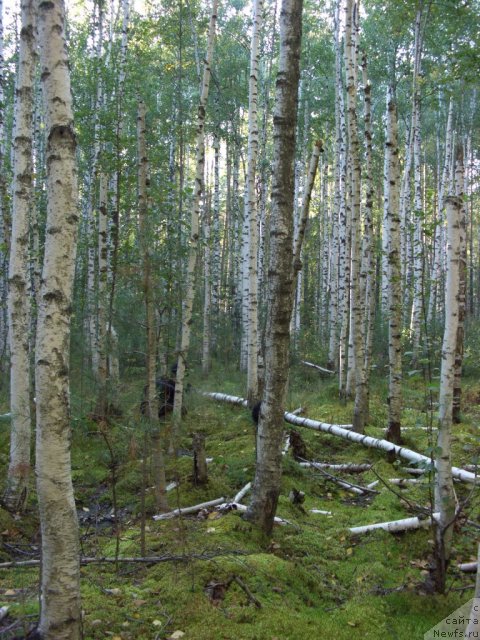 Фотография № 105349