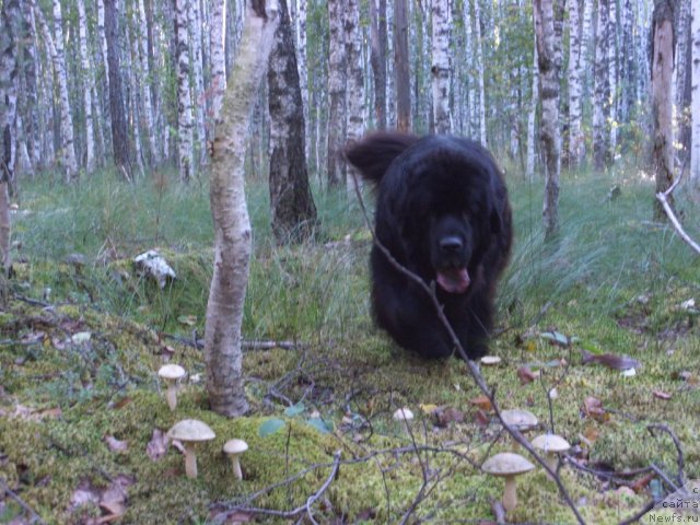 Фото: ньюфаундленд Акин Соул София