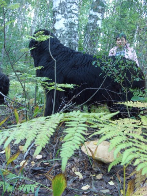 Фото: ньюфаундленд Акин Соул София