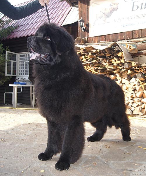 Фотография № 105354