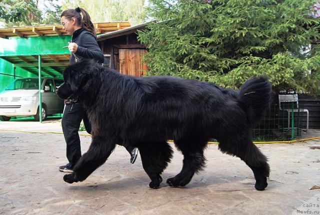 Фотография № 105356